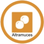 Altramuces