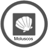 Moluscos